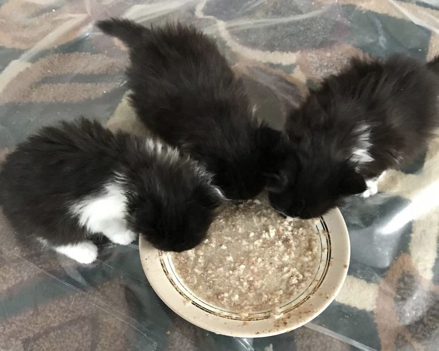 Кошенята в добрі руки