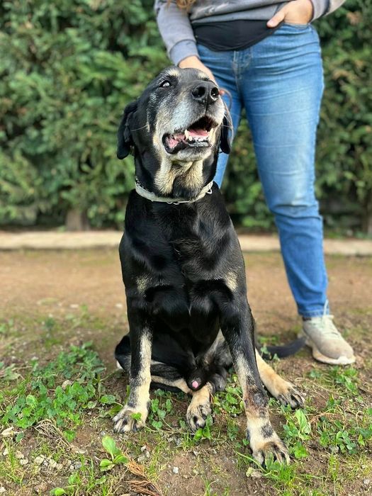 Adoção Responsável - Cão