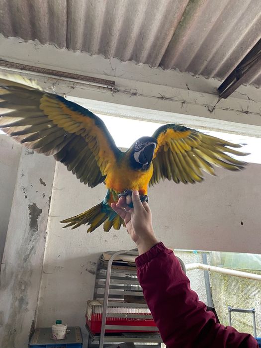 Araras miligold criadas a mão