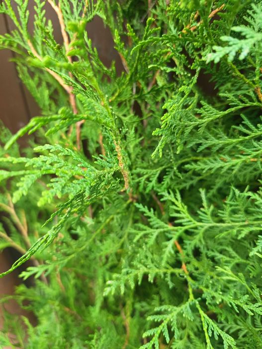 Thuja brabant. 80 - 120 cm Żywopłot