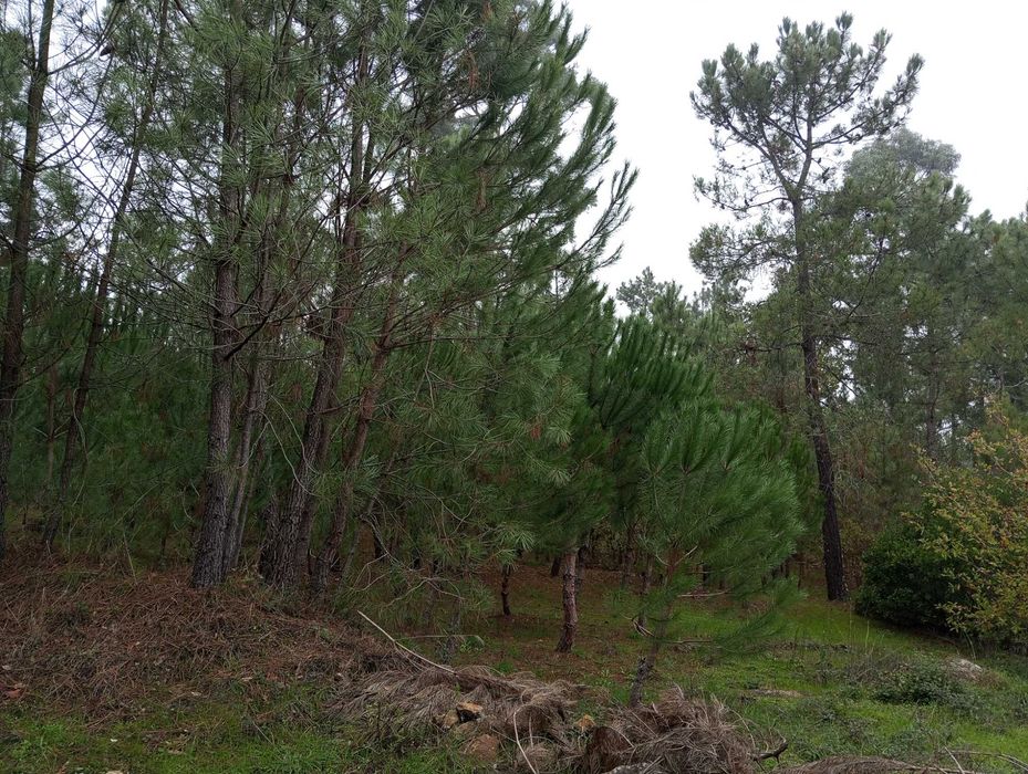 Terreno com pinhal para construção