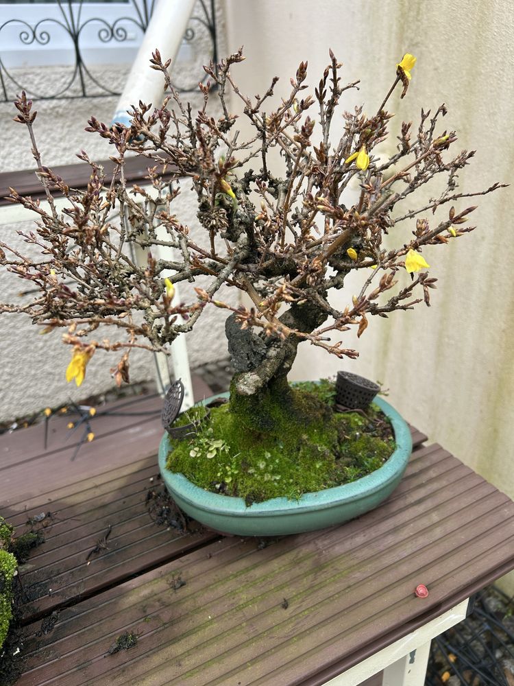 Bonsai forsythia