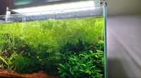 Feto de java planta de aquário