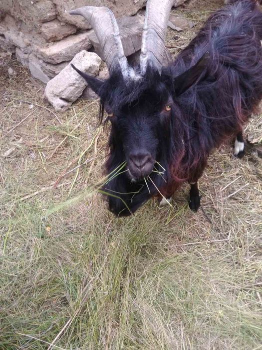 Продам  козла 3 года цена договорная договорная