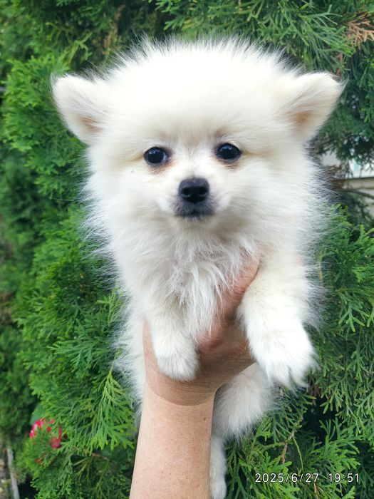 Шпицы мальчик и миниатюрная девочка