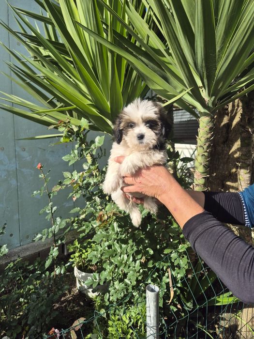 Shih-tzu maravilhoso