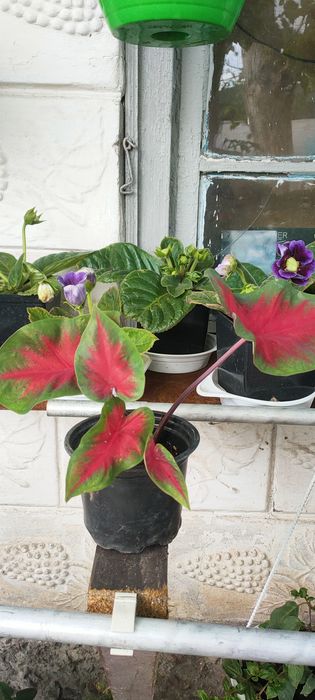 Продаю різні квіти