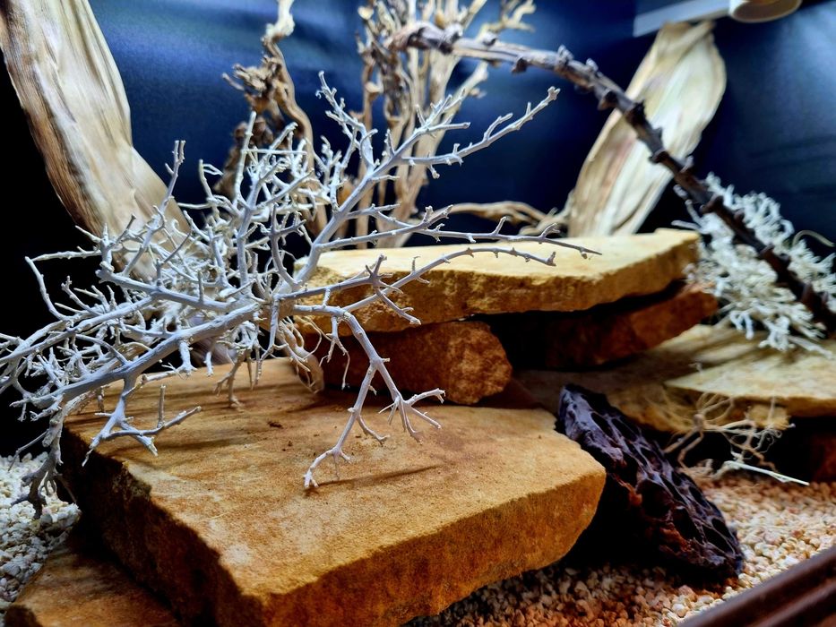 Terrarium 60x40x40 dla gekona agamy legwana węża żółwia