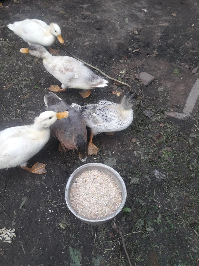 Kaczki Call duck