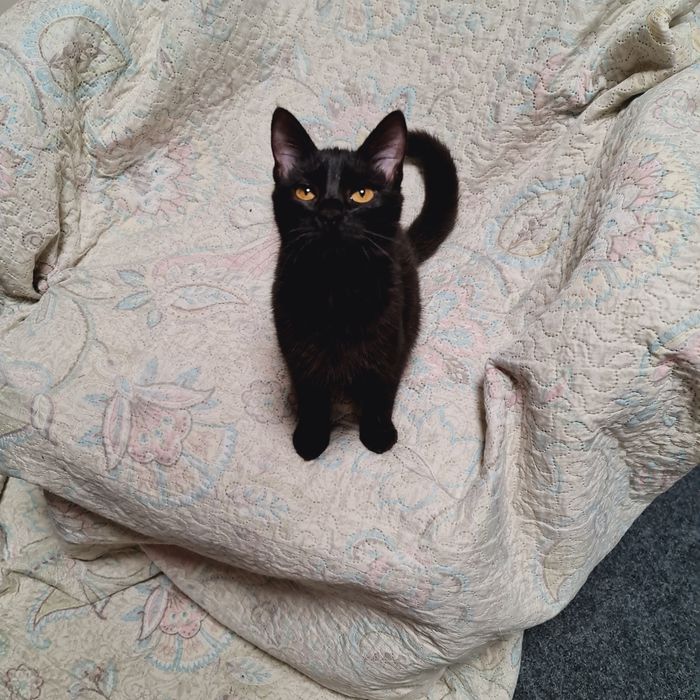 Кошеня чорна дівчинка чёрный котенок