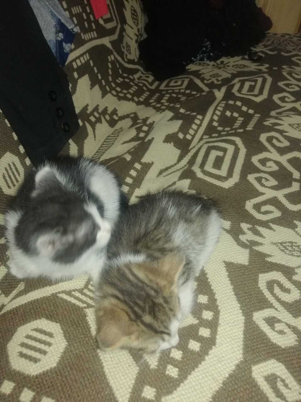 Kotki do adopcji