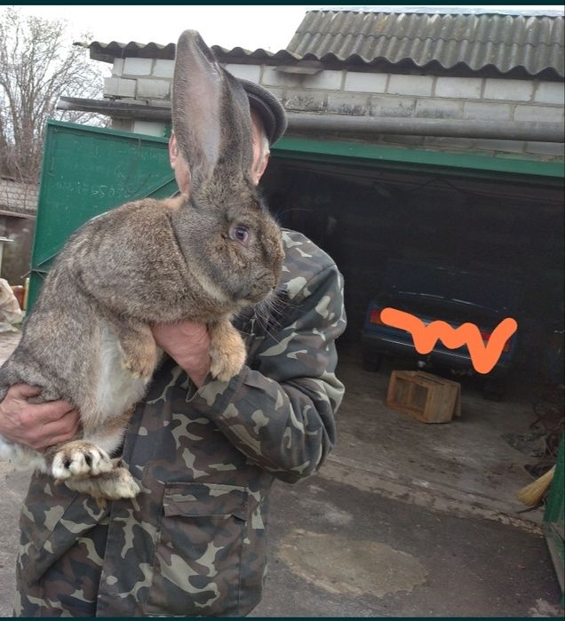 Продам кроликів ( дорослі та молодняк)