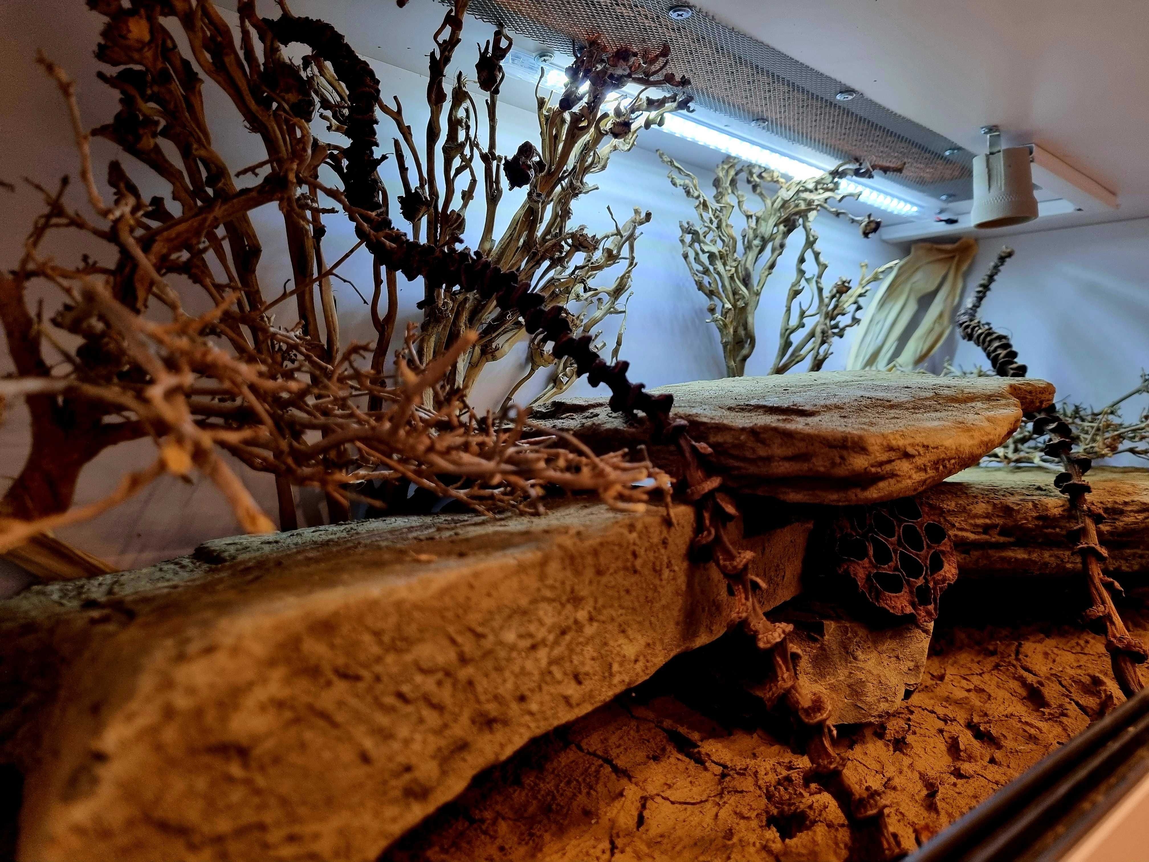 Terrarium 100x40x40 dla gekona lamparciego
