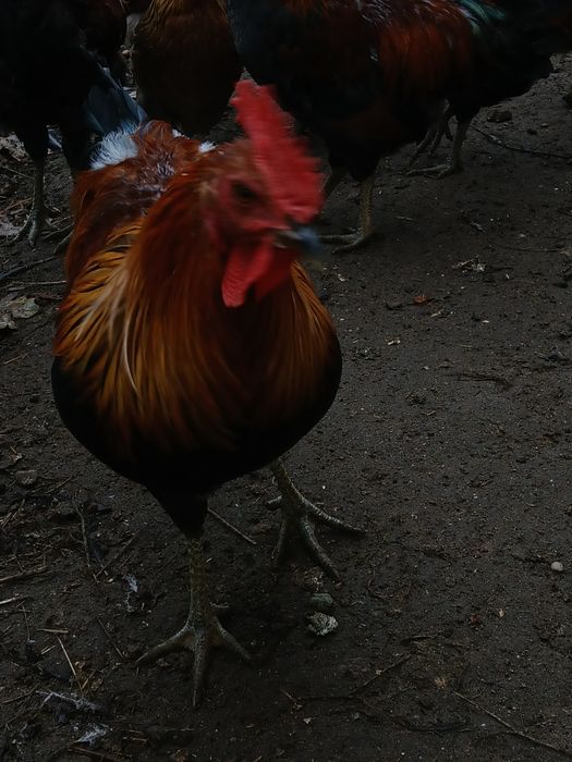 Sprzedam kogutki zielononóżki