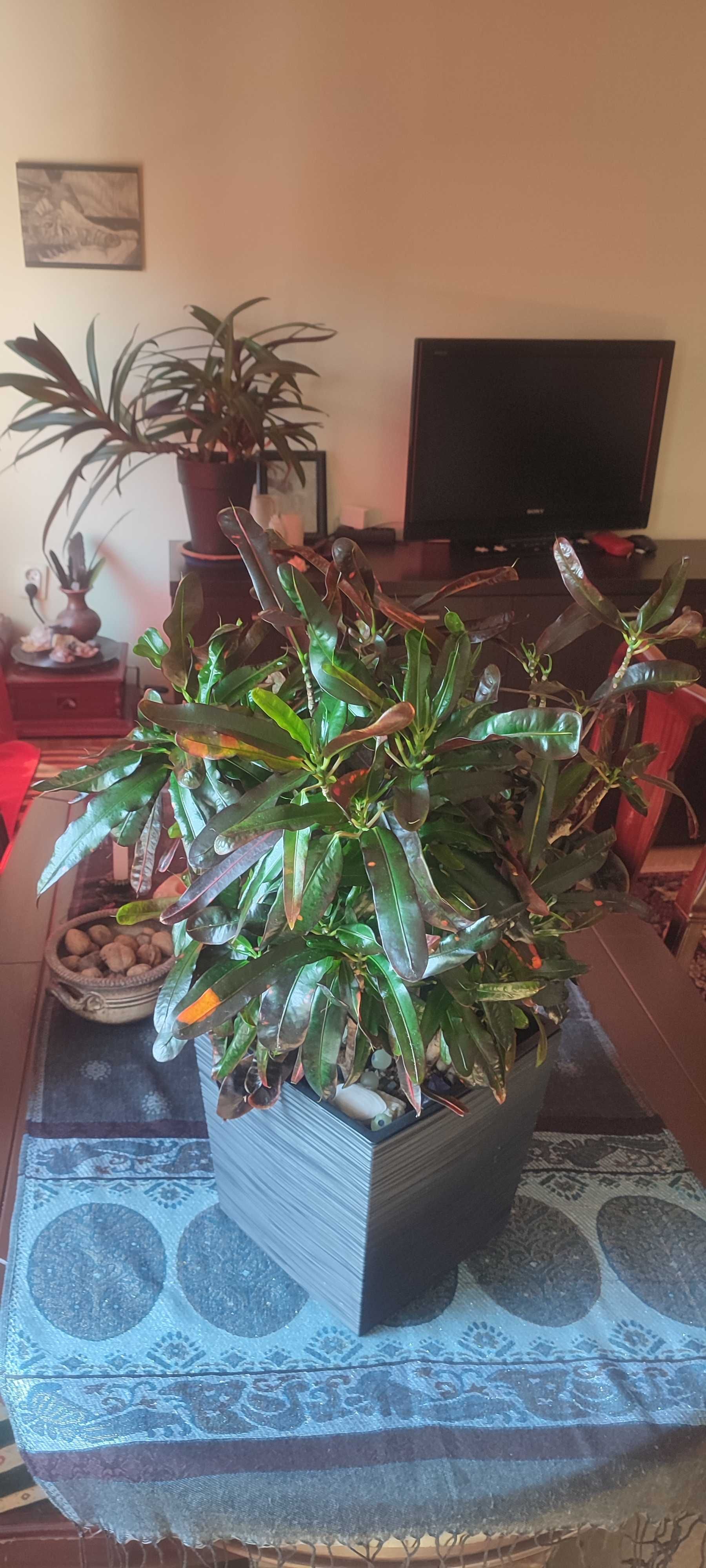 Kroton mammi croton variegata czerwony  duży okaz kwiat domowy