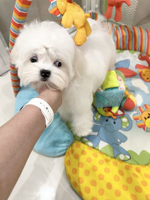 Срочно!Супер цена! Мини мальчик Корея