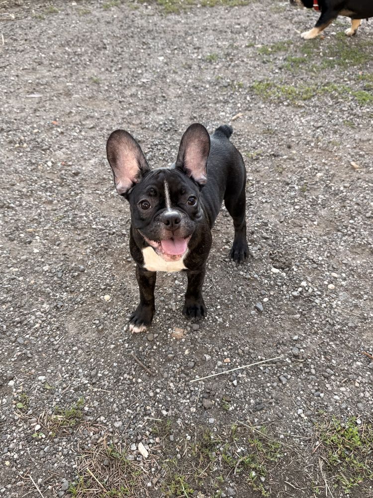 Buldog francuski suczka