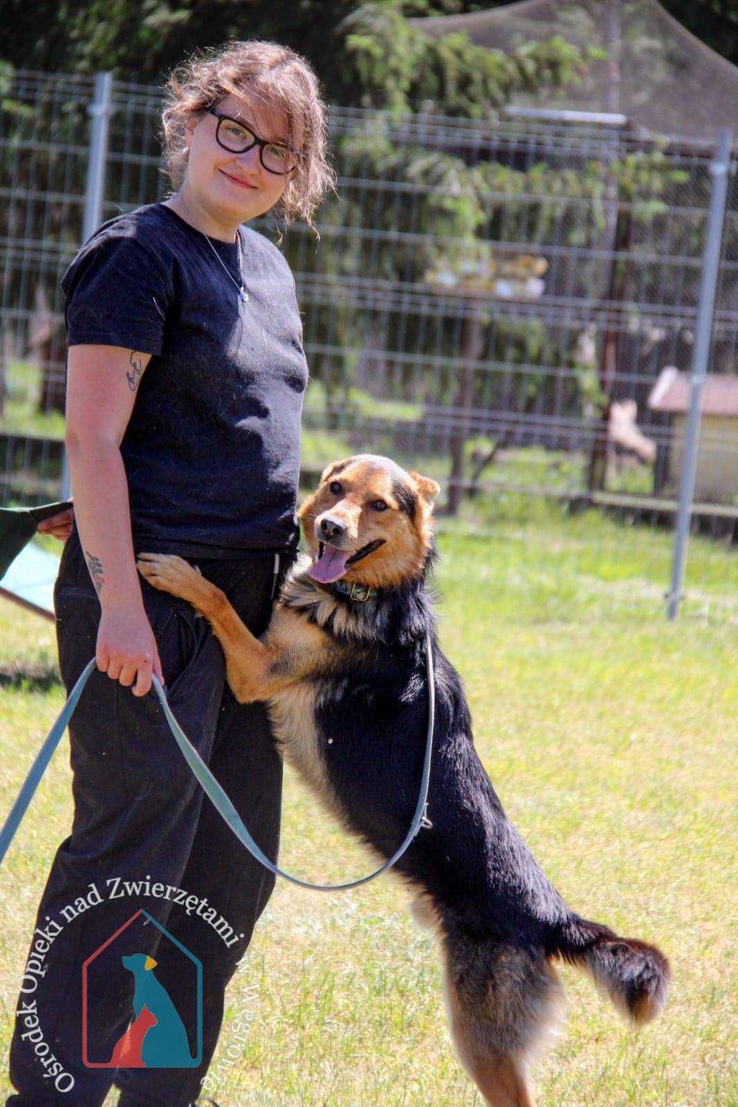 DELIKATNY, UCZUCIOWY - uroda owczarka, waży 17 kg  adoptuj przyjaciela