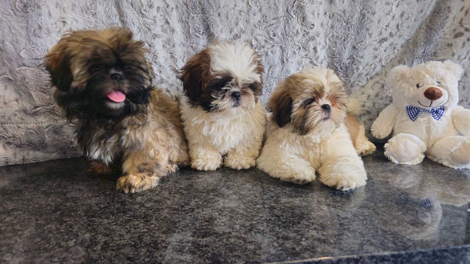 Shih Tzu puchaty piesek z rodowodem SWKIPR