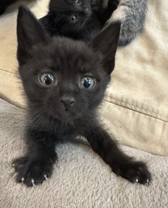 Чорний котик в добрі руки