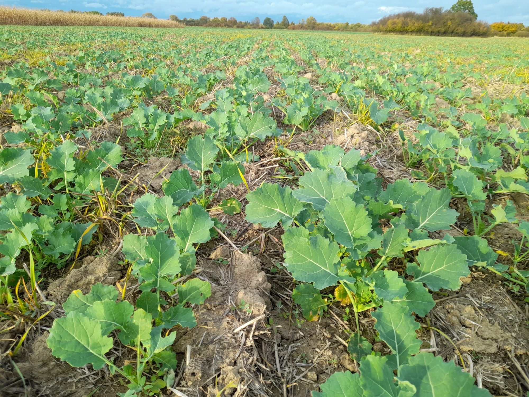 Usługowy siew w technologii strip till ,