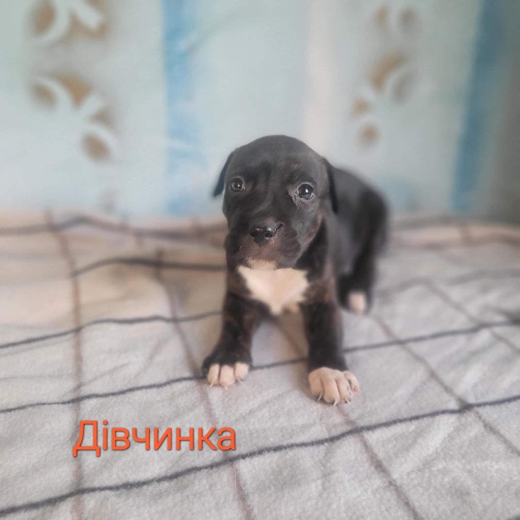 Продам щенков  питбуля