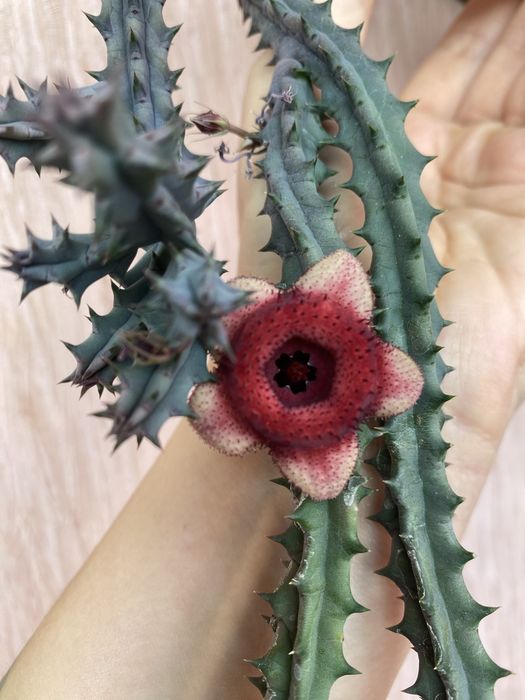 Гуэрния, ластовневые. Гуернія Ольга. Орбея, стапелія