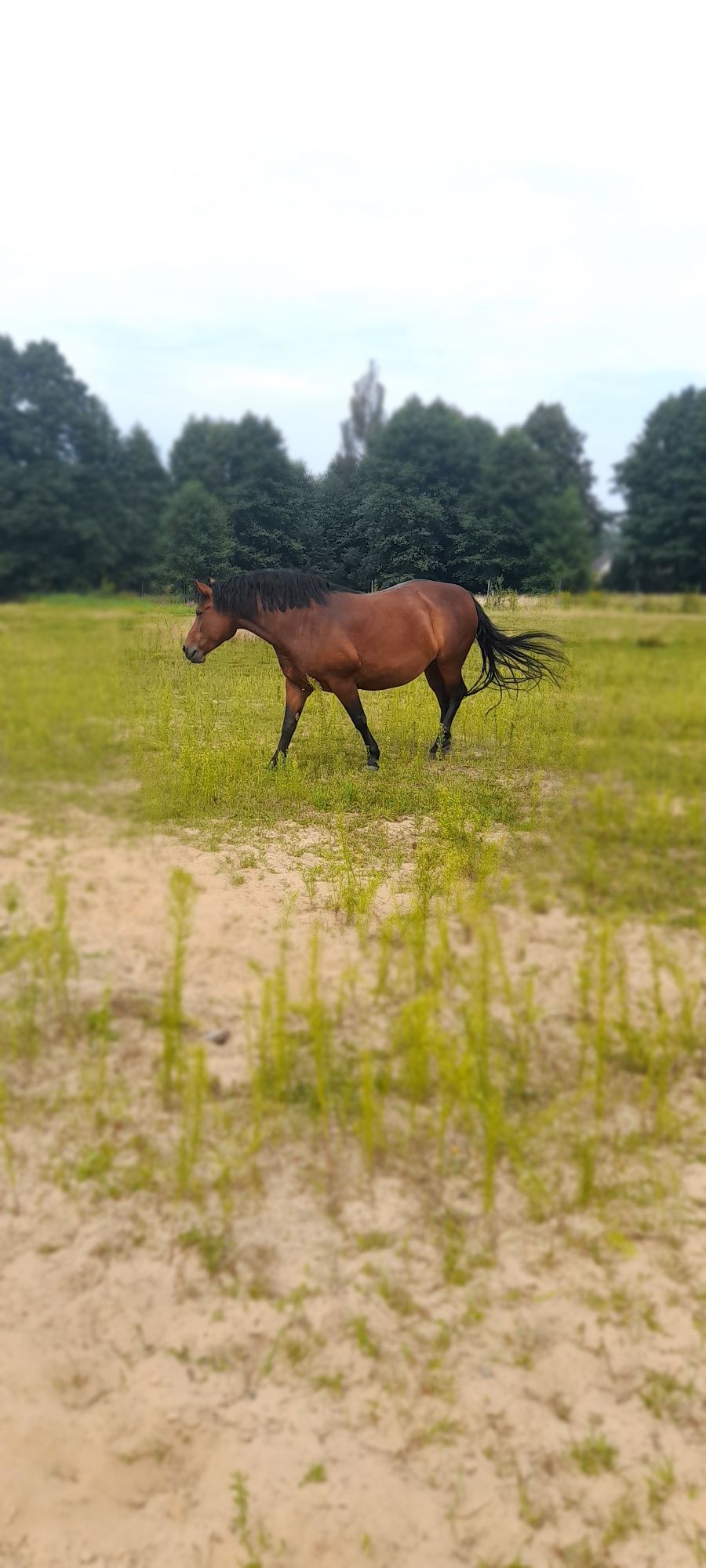 Koń, Klacz, rasa:typ pogrubiny