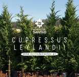 Cupressus Leylandii 100-150CM-200CM - 300CM