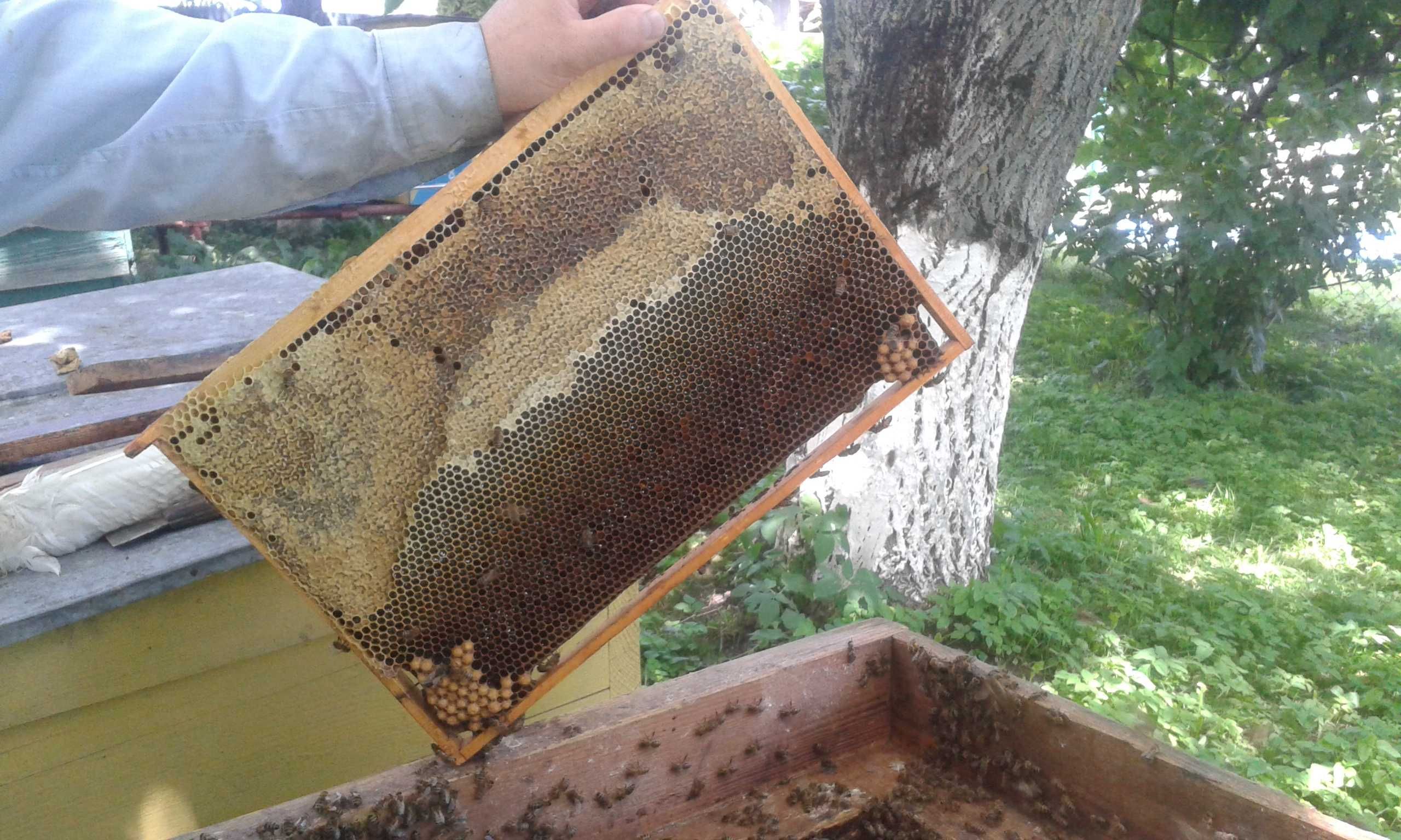 Бджолопакети, відводки, бджолосімї