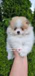 Szpic miniaturowy pomeranian piesek