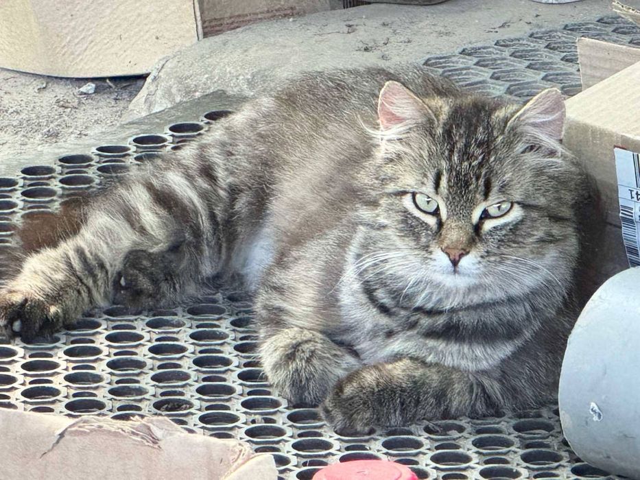 Кошенята в люблячі родини