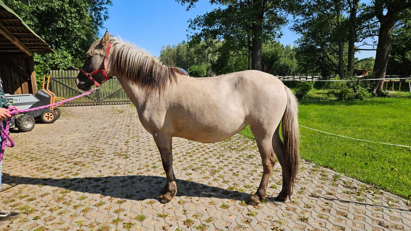 Zdrowa, 5 letnia klacz konik polski - do adopcji za darmo