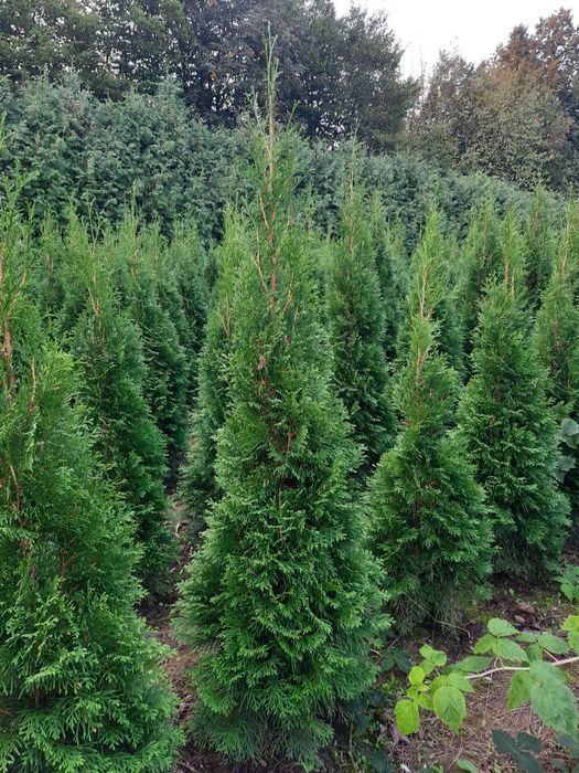 Szmaragd ładne grube różne wysokości