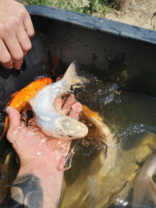 Narybek orfa karp koi karaś złota rybka