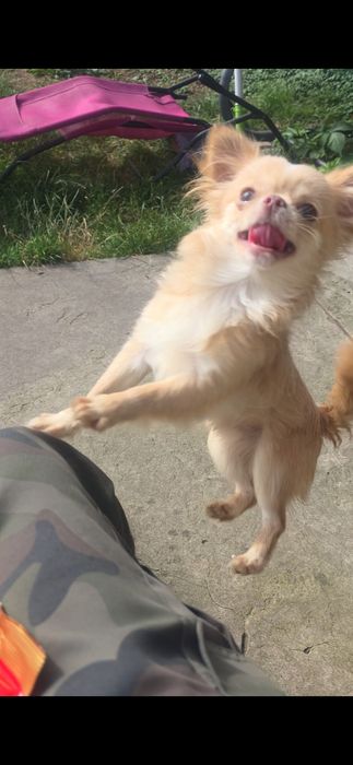 Chihuahua malutki samczyk długowłosy FCI