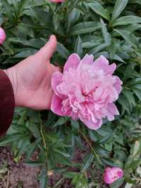 Саженцы пиона розового, пион розовый кустовой