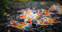 Krewetki Caridina Calceo Bee Red(Golden) Blood ZAMIANA GRATIS PROMOCJA
