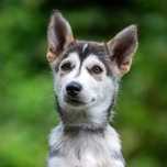 Szczeniak samiec SIBERIAN HUSKY ZKwP FCI po sportowych rodzicach