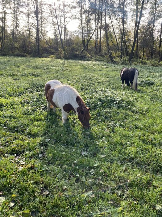 Sprzedam Klacz 3 lata