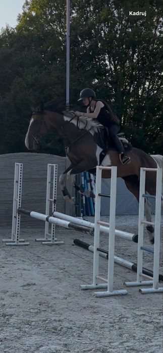 Wspóldzierzawa konia - wicher