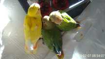 Agapornis domesticados