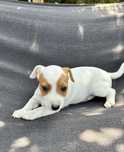 Piesek Jack Russell Terrier z Rodowodem