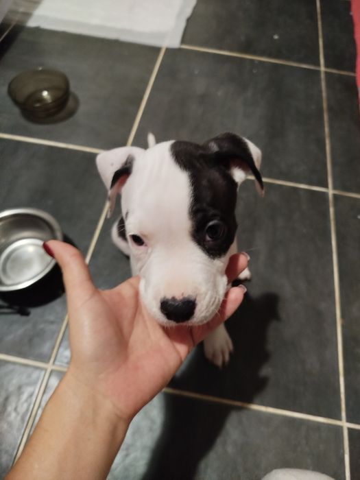 Продам цуценят Амстафа