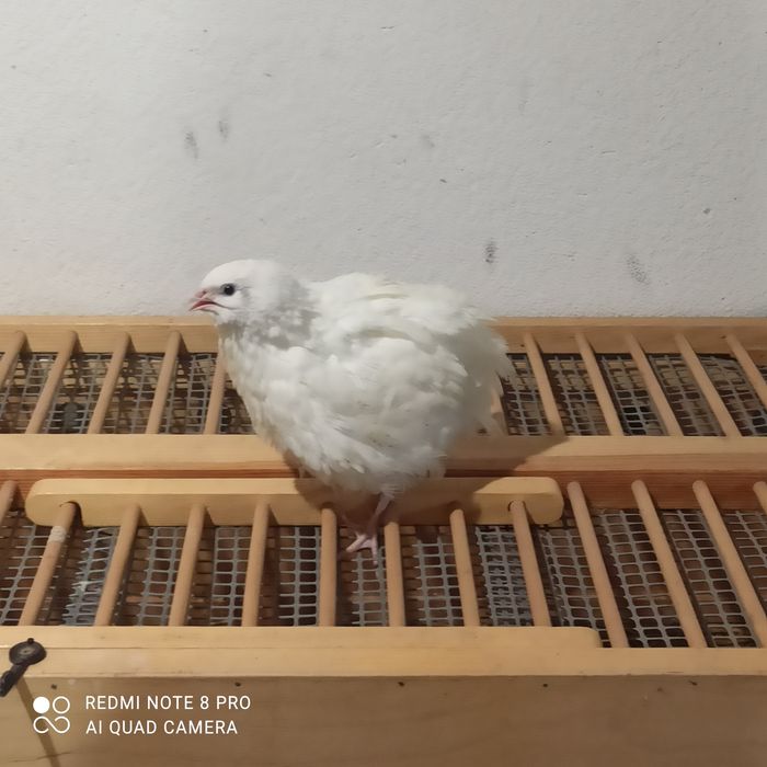 Przepiórki młode, koguty, tuszki