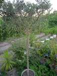 Vendo Oliveira bonita para jardim
