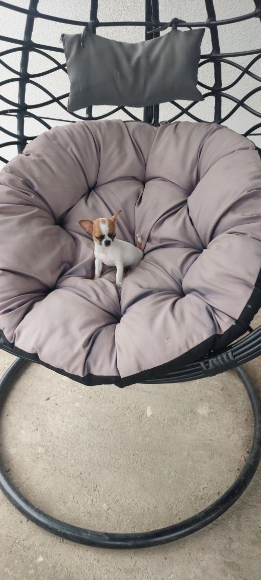 ZAREZERWOWANY !!! Mini maluszek Chihuahua