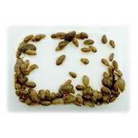 Karaczany argentynskie - Blaptica dubia - małe- 0.5-1 cm 100 szt