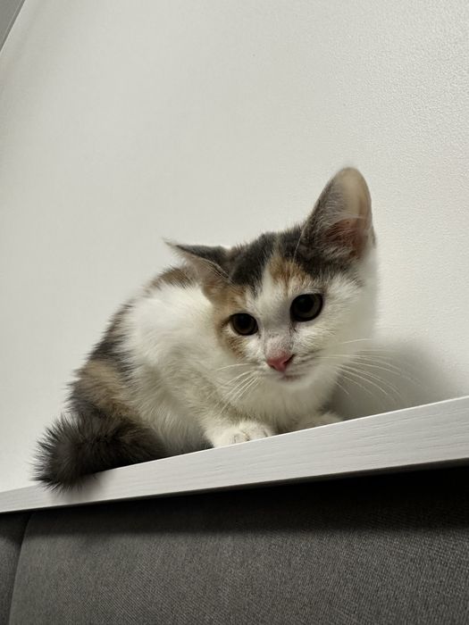 Віддамо кішечку в добрі руки