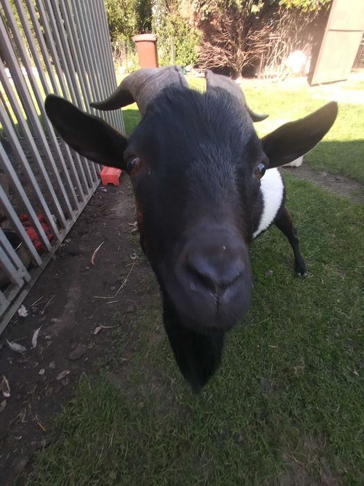 Kozioł miniaturowy wiek 3,5 roku